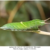 apatura ilia larva5a tula